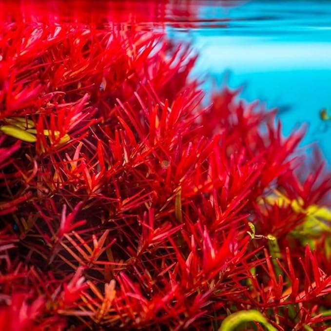 4 Red Aquarium Plants Rotala Ludwigia Super Wendtii Red Tiger Lotus Tropical Freshwater Live Aquarium Plant Decorations by Big Kahuna Aquatics
