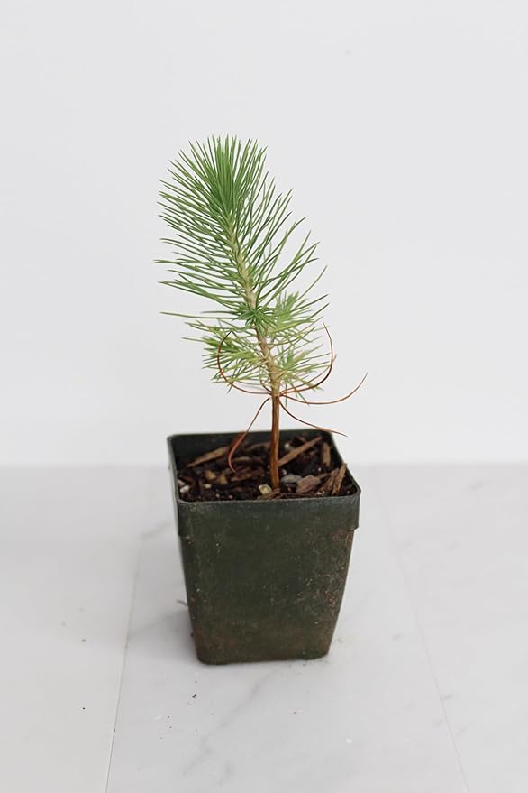 Generic Mini Bonsai Tree Starter Plant Gift Pinus Eldarica Aleppo Pine Afghan Pine Live Tree Pine Zen Garden House Plant Outdoor Plant 2 inch Pot (1), Green