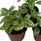 BubbleBlooms White Hypoestes phyllostachya 2 inch Set of 3 Flamingo Polka Dot Plant Tiny Mini Pixie Plants