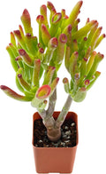 2" Live Succulent Plants Gollum Jade, Mini Potted Succulents, Easy Care Indoor Houseplant, Unique Gifts, Home Office Décor