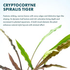 SubstrateSource Live Plants - Crypt Spiralis Tiger (Cryptocoryne spiralis 'Tiger') - Low to Medium Light, Green-Brown Color Aquatic Plant, Background Placement - Rosette Growth - Pot, 1 Pack