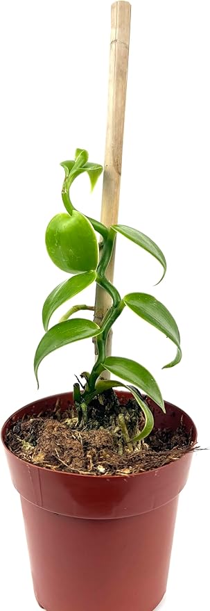 Live Vanilla Bean Orchid Plant, 2.5 inch Pot with Bamboo Pole, Indoor Growing, Pet Safe