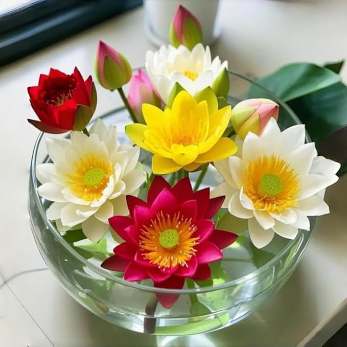 35pcs Bowl Lotus Seeds for Planting, Dwarf Water Lotus Flower Seeds, Aquatic Plant for Indoor Outdoor Pots, Unique Gardening Gift