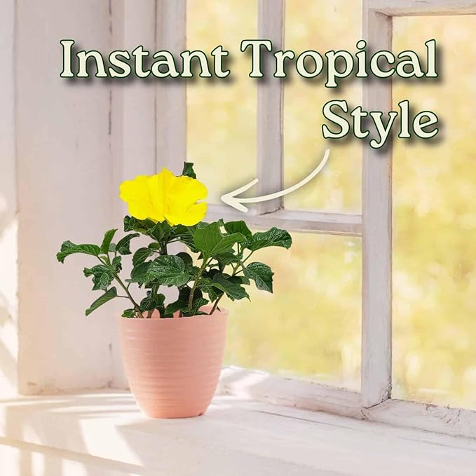 Tropical Plants of Florida - Yellow Hibiscus Bush Dwarf - 10" to 12" Overall Height - 1 Gallon Planter