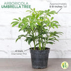 Thorsen's Greenhouse Live Arboricola Umbrella Tree Plant, Schefflera Arboricola, Natural Air Purifier, Easy to Grow, Live Indoor Houseplant, 4-inch Diameter (Gold)