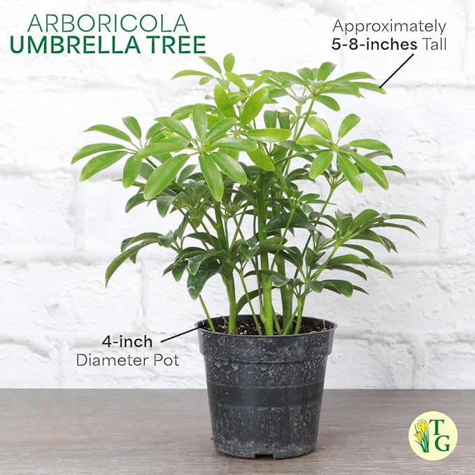 Thorsen's Greenhouse Live Arboricola Umbrella Tree Plant, Schefflera Arboricola, Natural Air Purifier, Easy to Grow, Live Indoor Houseplant, 4-inch Diameter (Growers Pot)