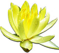 Live Aquatic Plant Yellow Nymphaea Chromatella Hardy Water Lilies Tuber for Aquarium Freshwater Fish Pond by Greenpro