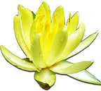 Live Aquatic Plant Yellow Nymphaea Chromatella Hardy Water Lilies Tuber for Aquarium Freshwater Fish Pond by Greenpro