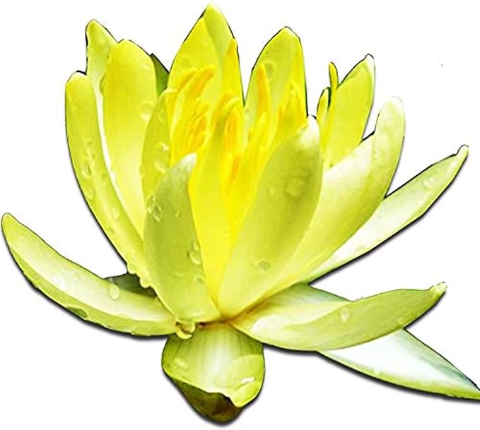 Live Aquatic Plant Yellow Nymphaea Chromatella Hardy Water Lilies Tuber for Aquarium Freshwater Fish Pond by Greenpro