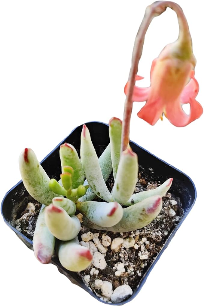 Live Succulent Cactus Plants from USKC (2" Pot) (Cotyledon Orbiculata VAR. Flanaganii)