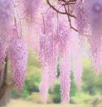 Pink Wisteria Vine Live Plant – Fragrant 18" Flowers,1-Year in Pot, Hummingbird Magnet