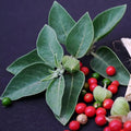 Ashwagandha 100 Seeds for Planting Organic Withania somnifera by Exotic-Succulent-Collection