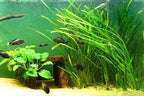 Marcus Fish Tanks 6 Jungle Val - Jungle Vallisneria Live Aquarium Freshwater Plants