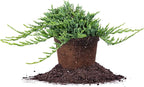 Perfect Plants Blue Rug Juniper Shrub 1 Gallon | Live Outdoor Plant | Good for Vines or Groundcover | Evergreen Foliage All Year