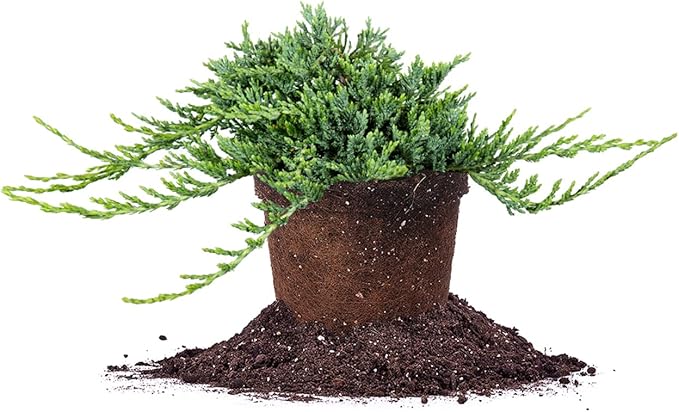 Perfect Plants Blue Rug Juniper Shrub 1 Gallon | Live Outdoor Plant | Good for Vines or Groundcover | Evergreen Foliage All Year