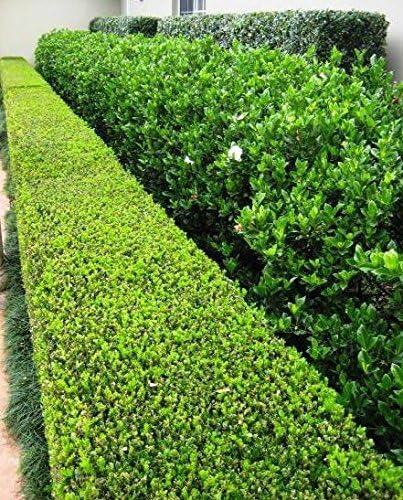 Japanese Boxwood | 50 Live Plants | Buxus Microphylla | Evergreen Shrub, Low Maintenance, Ideal for Hedges, Dense Foliage, Perfect for Borders, Hardy Versatile Landscaping