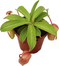 Monkey Cup Nepenthes - 3" from California Tropicals