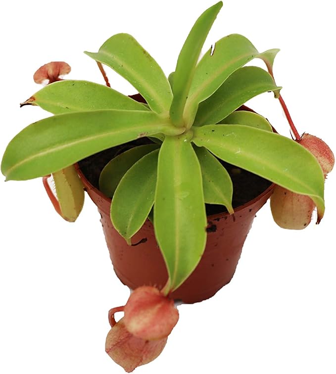Monkey Cup Nepenthes - 3" from California Tropicals