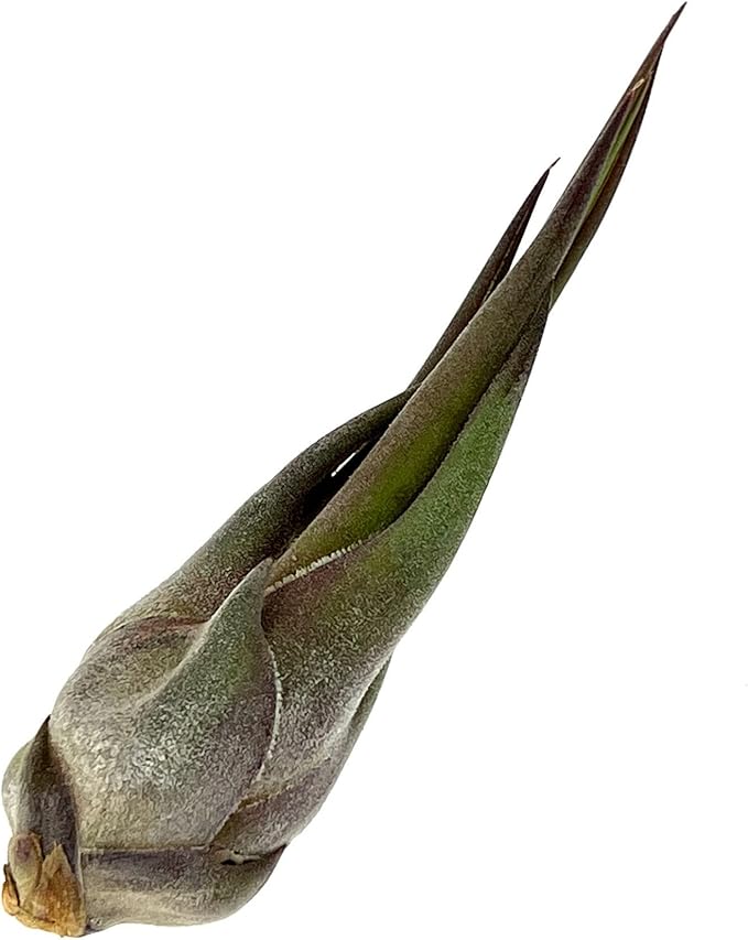 ragnaroc Air Plants - Tillandsia Seleriana, Large 4-6" - 5ct - Live Arrival Guaranteed - House Plants for Home Decor & Gift