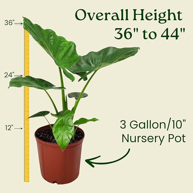 Tropical Plants of Florida Alocasia Borneo Giant Live Plant 3 Gallon 10 Inch Nursery Pot, 36 to 44 Inch Tall Elephant Ear Plant, Large Tropical Indoor Outdoor Foliage
