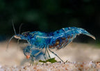 15+ Red–Blue-Orange Live Freshwater Shrimp High Grade Live Shrimps - Freshwater Shrimp Aquarium Inverts, Hardy Nano Tank Healthy Shrimps Pets - with Live Arrival Guarantee