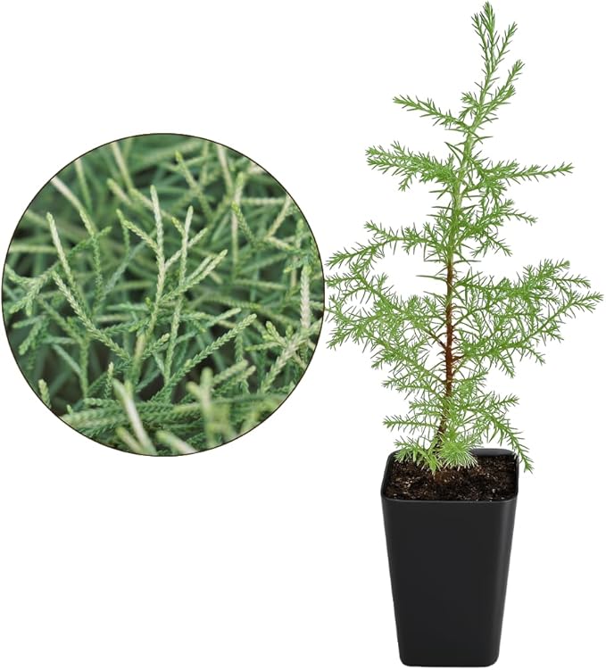My Shelfie – Arizona Cypress Bonsai Starter Tree (Cupressus arizonica), 2-Inch Live Evergreen Plant for Indoor or Outdoor Bonsai Garden, Home & Living Room Décor (2)