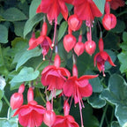 2 Fuchsia Plants, Live Fragrant Fuchsia Flower Bush Shrub, 3-6 Inches Tall (Red)