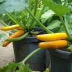 2 Live Squash Plants, Zucchini Plants Seedlings, Yellow Squash Plant Live in 4 Inch Pot