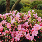 Pink Reblooming Azalea Plant Live, 7 Months Old Rhododendron Like, Azalea Rhododendron Tree Flowers Plants Live Bush in Pot