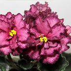 50 Saintpaulia Flower Seeds for Planting, Mixed Color Rare African Violet Seed, Perennial Non-GMO African Violet Seeds for Small Garden Border, Home Outdoor