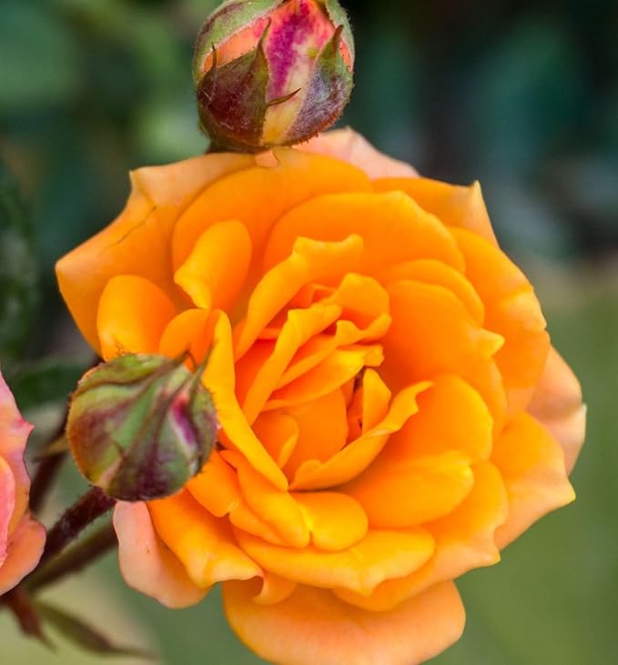 100PCS Dark Rose Mixed Color Rose Seeds Rare Garden Flower Seeds Heirloom
