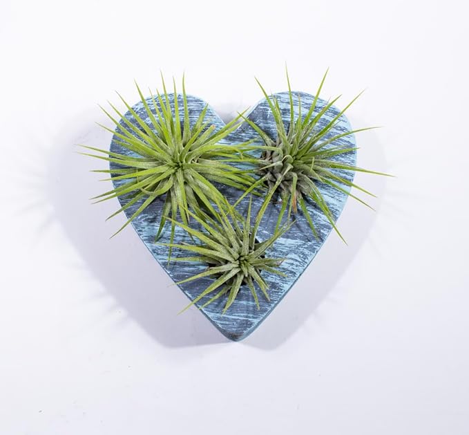 Air Plants - Tillandsia Ionantha - Organically Enhanced Color - Live Arrival Guaranteed - House Plants for Home Decor & Gift (Blue Bell 3pk + Heart)