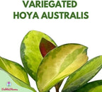 BubbleBlooms Variegated Hoya Australis, Tricolor Lisa, Very Rare Limited Live Plant, in 4 inch Pot