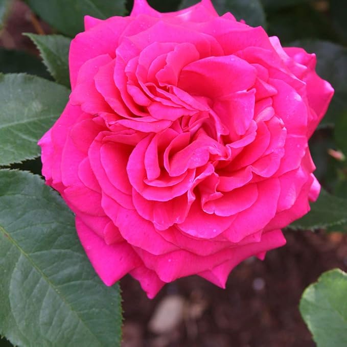 Heirloom Roses Shrub Rose Bush - Princess Elise™ Live Pink Plant for Outdoor Planting