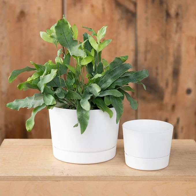Root & Vessel Majestic Mid-Century Modern Low Profile Cylinder Pot, Matte White, 8.5"