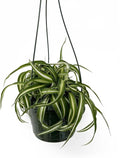 Spider Plant Live houseplant - Bonnie Curly Variety in Hanging Basked - Curly Variegated Green and White Leaves - Great air Purifier Plant, Perfect for Home and Office Decor