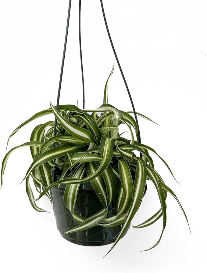 Spider Plant Live houseplant - Bonnie Curly Variety in Hanging Basked - Curly Variegated Green and White Leaves - Great air Purifier Plant, Perfect for Home and Office Decor