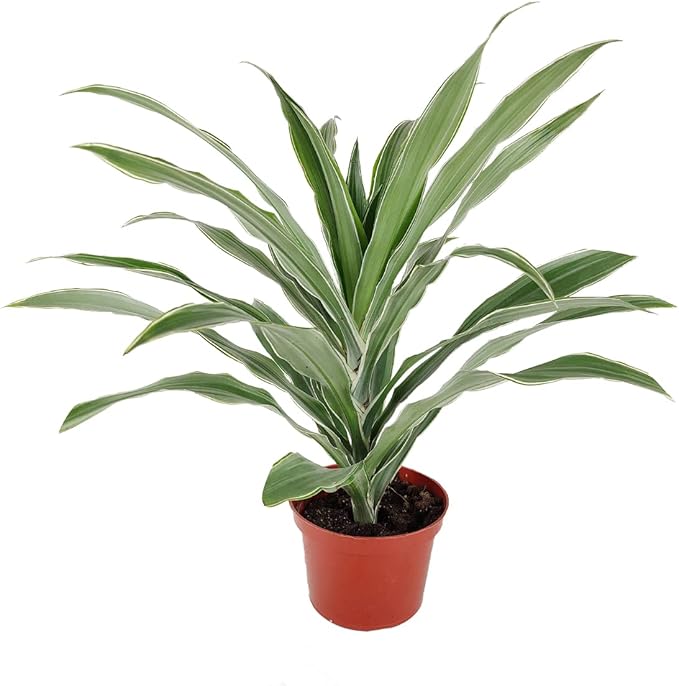 Dracaena Warneckii (6" Grower Pot) - Air-Purifying Low Light Houseplant - Colorful Plants Decoration for Office and Apartment - Easy to Care Indoor Plant - Unique Houseplant