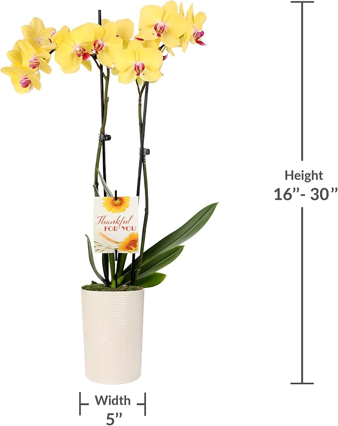 Green Circle Growers 5" Yellow Orchid in Rockefeller Beige Planter, Live Plant – Thankful for You