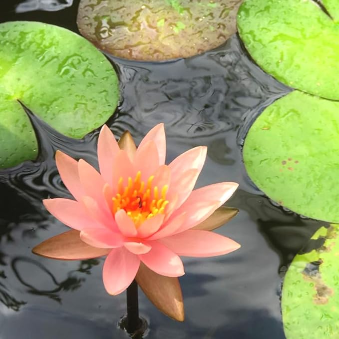 Mainam Orange Nymphaea Colorado Live Aquarium Plant Hardy Water Lilies Tuber for Freshwater Fish Pond Balcony