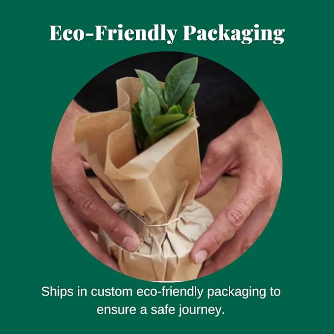 HOUSE PLANT SHOP | Pothos 'Green' - 6" Pot | Live Indoor Plant | Easy to Care | Natural Décor Plant | Great Gifts | Free Care Guide