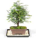 Brussel's Bonsai - Live Dawn Redwood Bonsai Tree with Ceramic Pot and Humidity Tray, Outdoor Bonsai Tree Live Plant, 3 Years Old, 14-20 Inches Tall, Easy Care Bonsai (Medium)