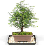 Brussel's Bonsai - Live Dawn Redwood Bonsai Tree with Ceramic Pot and Humidity Tray, Outdoor Bonsai Tree Live Plant, 3 Years Old, 14-20 Inches Tall, Easy Care Bonsai (Medium)