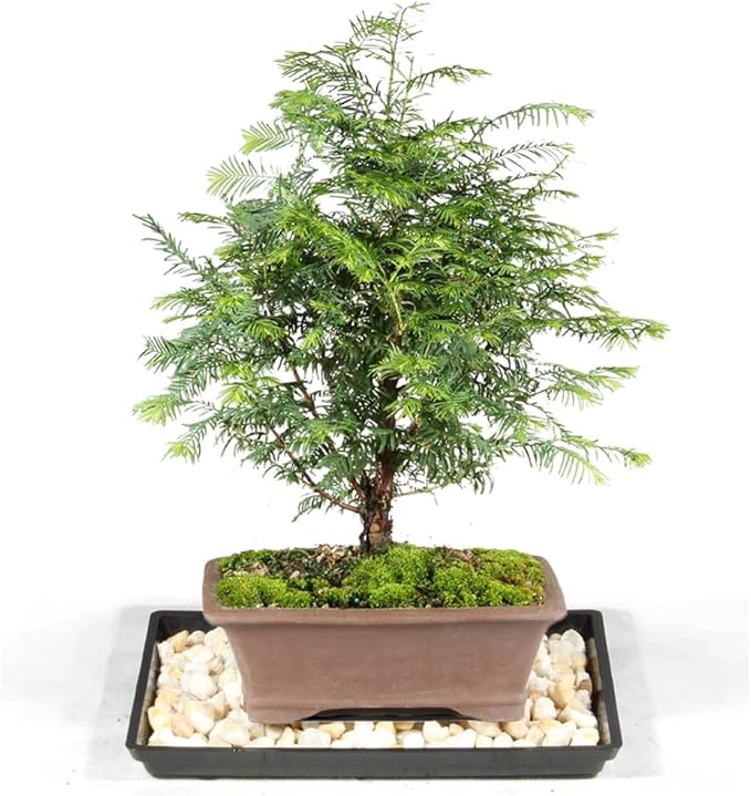 Brussel's Bonsai - Live Dawn Redwood Bonsai Tree with Ceramic Pot and Humidity Tray, Outdoor Bonsai Tree Live Plant, 3 Years Old, 14-20 Inches Tall, Easy Care Bonsai (Medium)