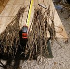 2 Blue Flowering Chinese Wisteria Vines - 18-24" Tall Live Plants - Wisteria Seedlings - Wisteria sinensis - (2 Pack)