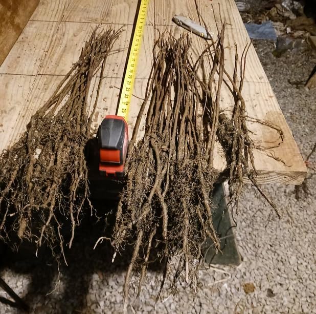 2 Blue Flowering Chinese Wisteria Vines - 18-24" Tall Live Plants - Wisteria Seedlings - Wisteria sinensis - (2 Pack)