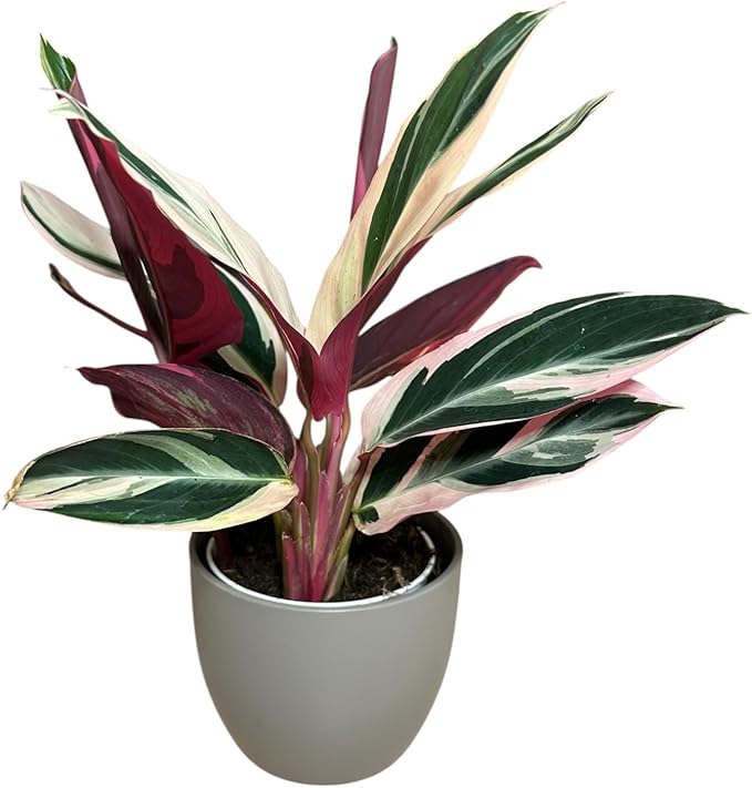 Live Plant Stromanthe Triostar, Pet-Friendly, Tricolor Prayer Plant, 12-16" Tall, Indoor Plant, Easy to Care, Rare Plant, 4.7 inch Decorative Pot (Slate)