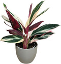 Live Plant Stromanthe Triostar, Pet-Friendly, Tricolor Prayer Plant, 12-16" Tall, Indoor Plant, Easy to Care, Rare Plant, 4.7 inch Decorative Pot (Slate)