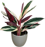 Live Plant Stromanthe Triostar, Pet-Friendly, Tricolor Prayer Plant, 12-16" Tall, Indoor Plant, Easy to Care, Rare Plant, 4.7 inch Decorative Pot (Slate)