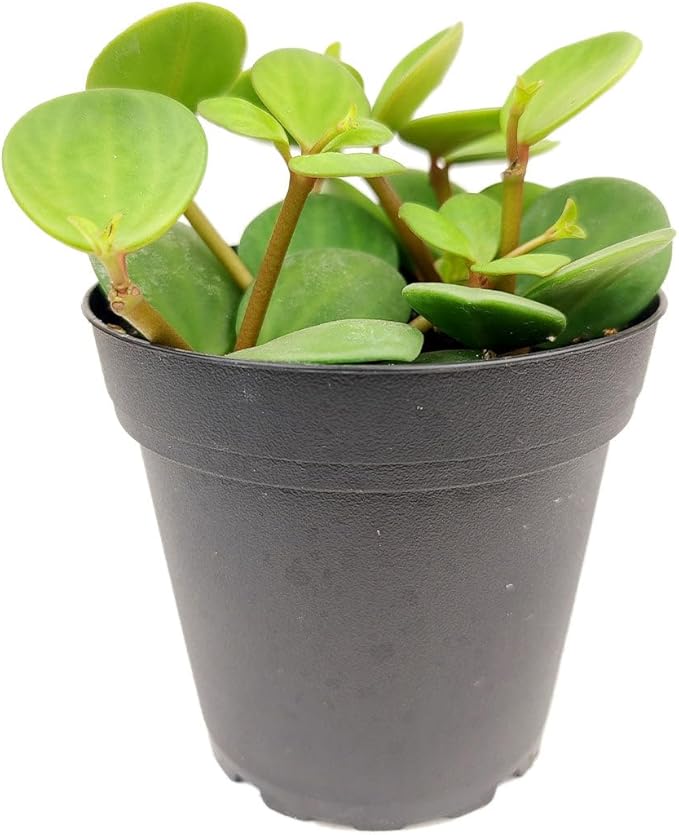 Peperomia 'Hope' (4 inch) - Pet-Friendly Houseplants - Attractive Indoor Plants, Easy to Grow, Pet Safe Plants for Cats & Dogs, Ideal for Home Decor, Office & Gift